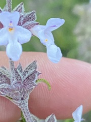 Salvia brandegeei