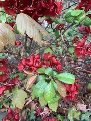 Rosaceae