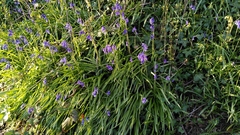 Hyacinthoides non-scripta