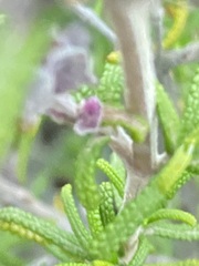 Salvia brandegeei