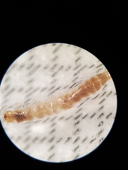 Salpingidae