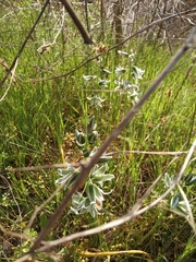 Ornithogalum boucheanum