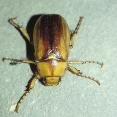 Rhizotrogus aestivus