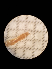 Salpingidae