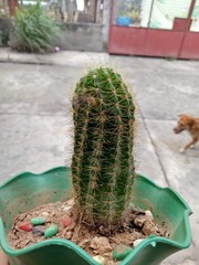 Echinocactus