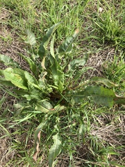 Rumex crispus