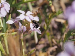 Andrena nigrocaerulea