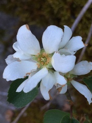 Amelanchier pallida