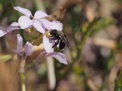 Andrena nigrocaerulea