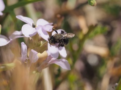 Andrena nigrocaerulea