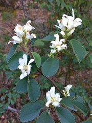Amelanchier pallida