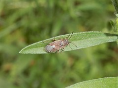 Rhypodes