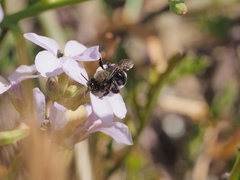 Andrena nigrocaerulea