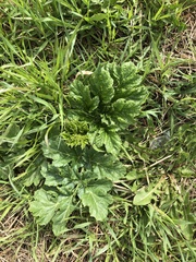 Heracleum sosnowskyi