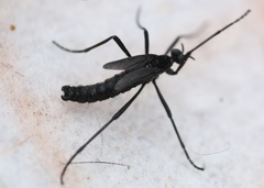 Penthetria funebris