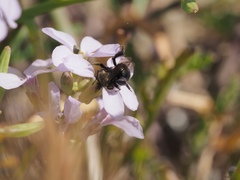 Andrena nigrocaerulea