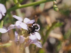 Andrena nigrocaerulea