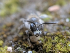 Andrena bradleyi