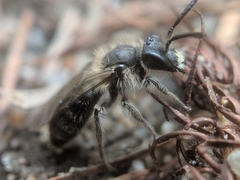 Andrena bradleyi