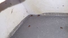 Rhizotrogus aestivus