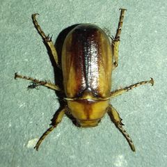 Rhizotrogus aestivus