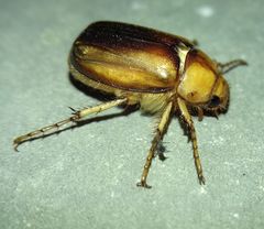 Rhizotrogus aestivus