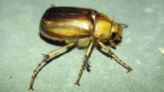 Rhizotrogus aestivus