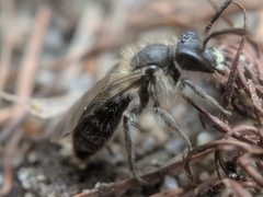 Andrena bradleyi