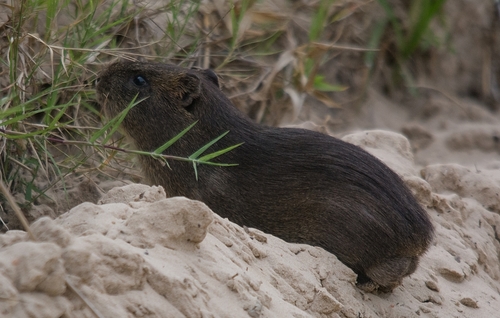 Greater Guinea Pig (Cavia magna) — Least Concern Mammalia