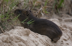 Cavia magna