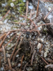 Andrena bradleyi