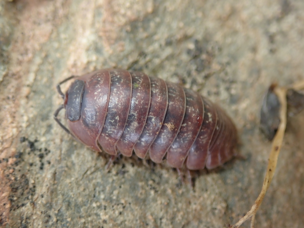Sordid Pill Woodlouse