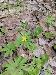 Anemonoides ranunculoides