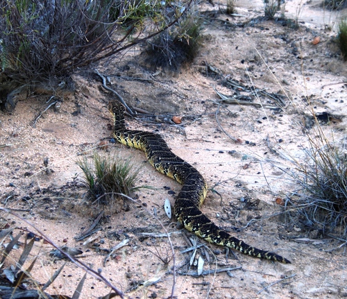 Puff Adder, Bitis arietans