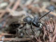 Andrena bradleyi