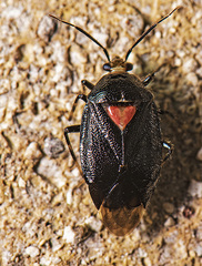 Deraeocoris sayi