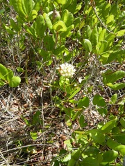 Asclepias curtissii