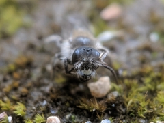 Andrena bradleyi