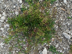 Lepidium bipinnatifidum