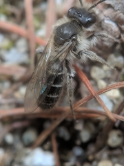 Andrena bradleyi