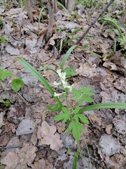 Corydalis cava marschalliana