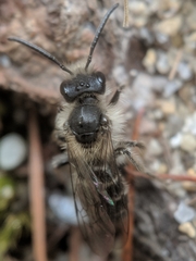 Andrena bradleyi