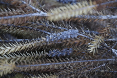 Melaleuca diosmifolia