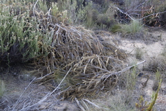 Melaleuca diosmifolia