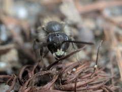 Andrena bradleyi
