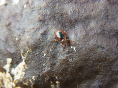 Lycoperdina mandarinea