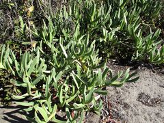 Carpobrotus quadrifidus