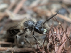 Andrena bradleyi