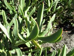 Carpobrotus quadrifidus