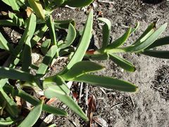 Carpobrotus quadrifidus
